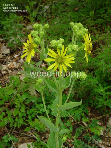 rosinleaf, wholeleaf